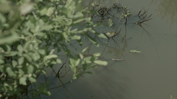 Wetland Area With Aquatic Plants, Swamp Vegetation