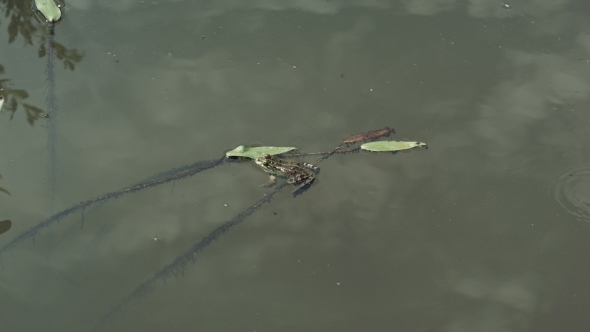 Frog Swimming In a Green Pond On a Sunny Day