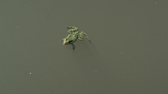 Frog Floating In a Pond
