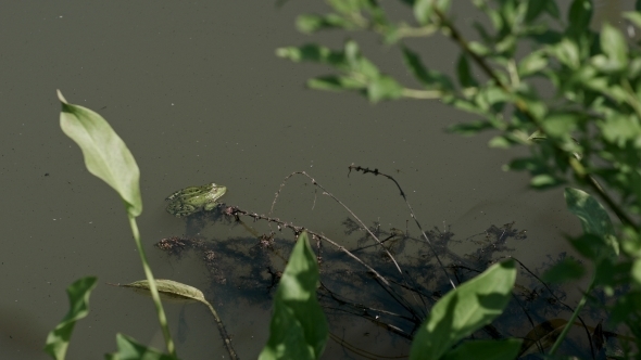 Green Brown Frog Seat In Pond Water, Swamp
