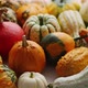 Colored Pumpkins in Different Varieties and Kinds Placed on the Table - VideoHive Item for Sale