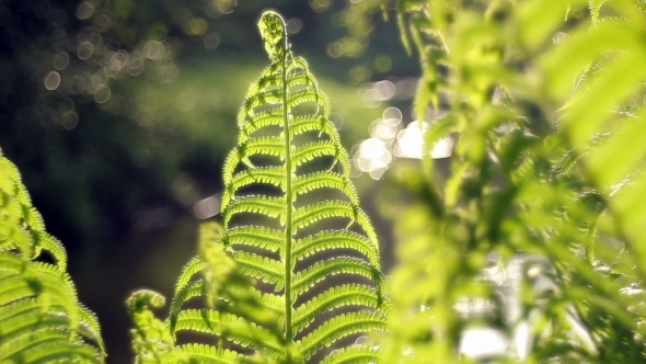Ferns In The Forest 
