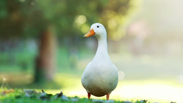 White duck in the park