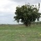 A Quince Tree With Stormy Sky And Green Meadow - VideoHive Item for Sale