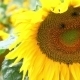 Closeup Of Sunflower On Sunflowers Field At Sunny - VideoHive Item for Sale