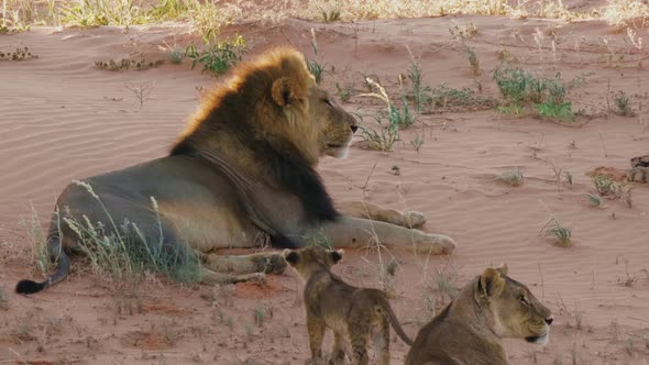 Black-Maned Lion Resting On The Sand Dune In Kgalagadi, South Africa With Cub - closeup shot