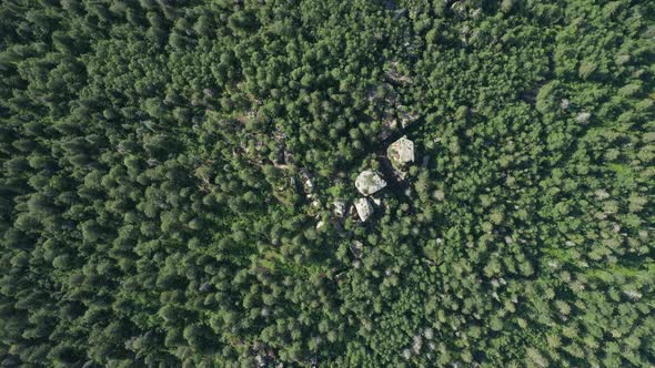 Top view of the trees where the passage of stones