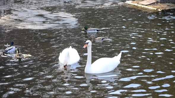 Cygnus Olor. Two Mute Swans Playing And Biting