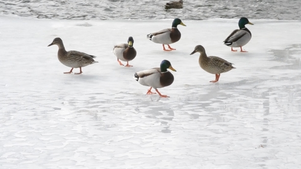 Many Wild Ducks Walk On Ice Of Partly Frozen Pond
