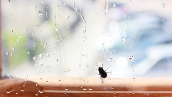 Big Fat Black Fly On Window Glass With Water Drops