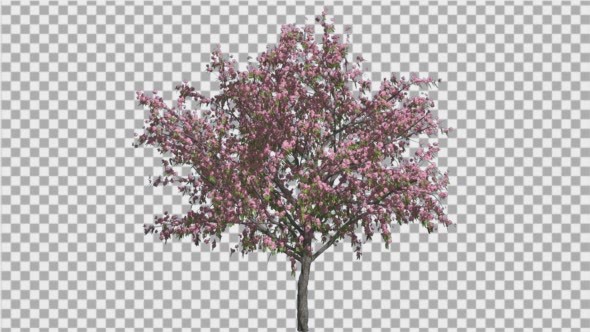 Peach ThinTrunk Tree Green Leaves Pink Flowers