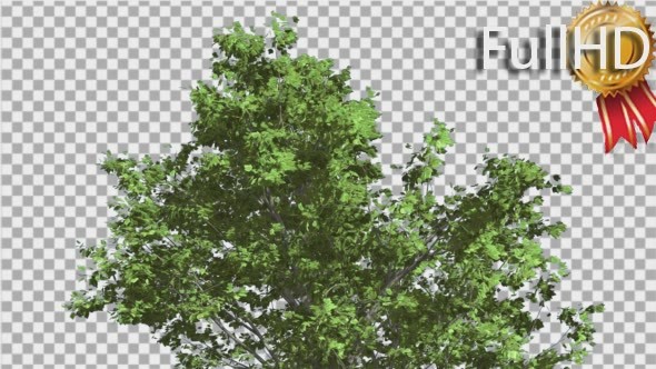 Red Maple Top of Tree Crown With Green Leaves alt