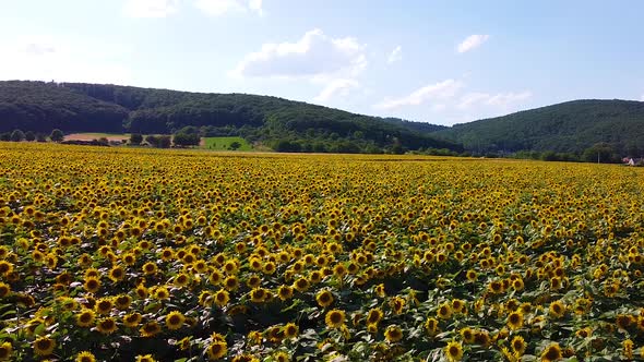 Beautiful field of sunflowers, Czech Republic