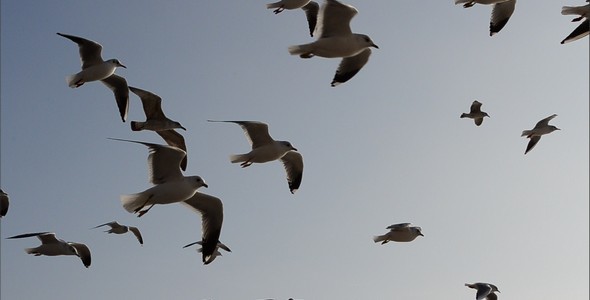 Seagulls 2