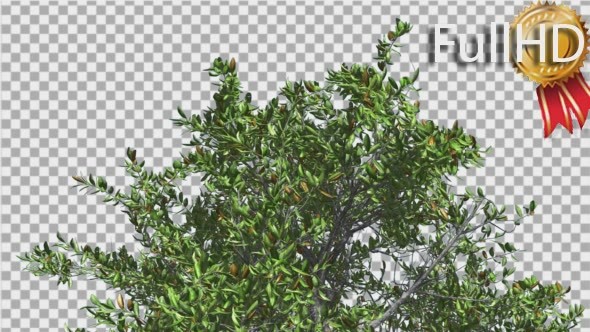 Red Mangrove Top of Small Tree is Swaying Wind alt