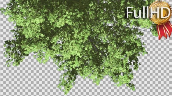 Red Maple Turned Image Tree Crown With Green alt