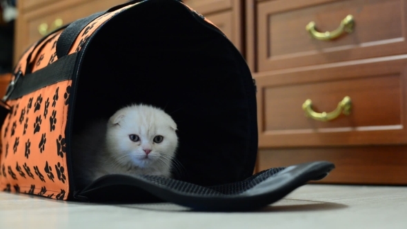 Kitten Sitting In The Bag Carrying At The