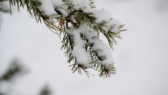 The Branches Of Spruce In  Snow In At Park