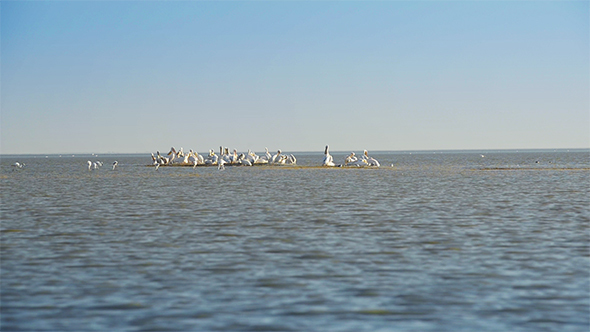 Pelicans in Botswana Africa