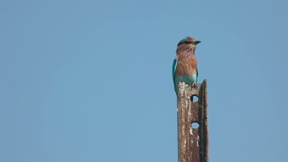 Indian Roller (Coracias Benghalensis)