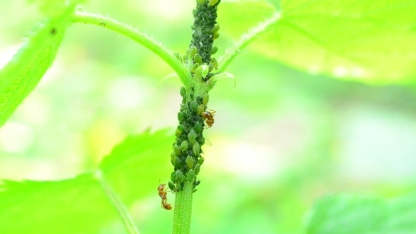 Mutualism. Ants Tend Plant Lice On Nettle Stem