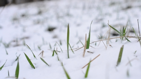 Snow Falling On Green Grass With a Grass Blade