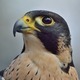 Peregrine