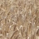 Golden Barley Field At Sunny Windy Day - VideoHive Item for Sale