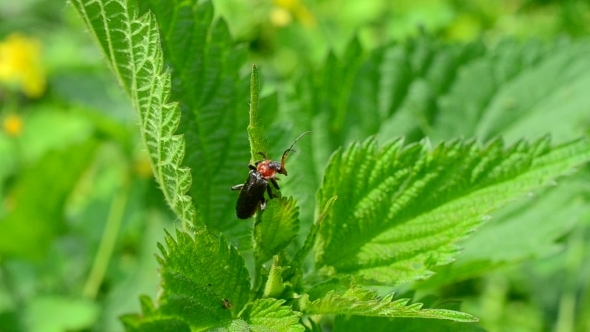 Soldier Beetle Sitting On Lush Nettle Plant Moving