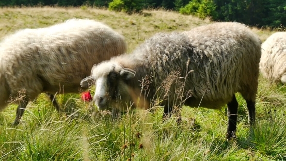 Sheep Grazing On The Pasture