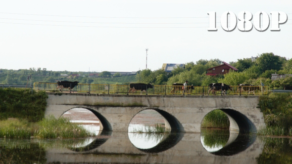 Crossing Cows over Bridge