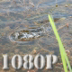 Frog Swimming in Lake - VideoHive Item for Sale