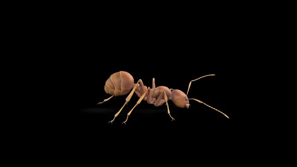 Ant Run 