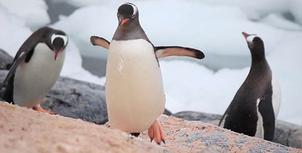 Gentoo Penguins Coming Ashore