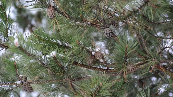Pine Branch With Cones In Winter