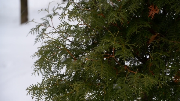 Snow-covered Fir In Park 