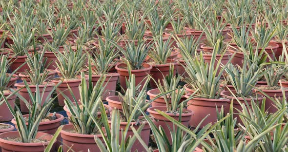 Pine apple in pot 