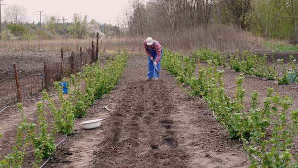 Farmer in Plaid Shirt and Garden Overalls, Digs Holes with Glanders for Planting Seeds in Ground