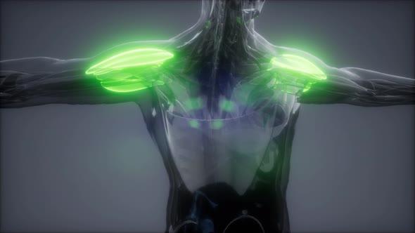 Deltoid - Visible Muscle Anatomy Map alt