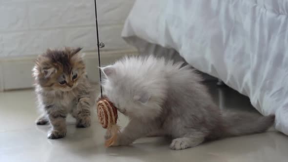 Cute Persian Kittens Playing Toy Together