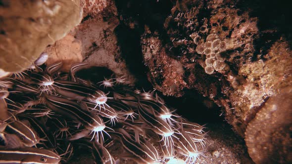 Tropical Schooling Catfish