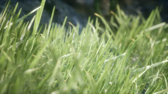 Fresh Green Grass on the Forest