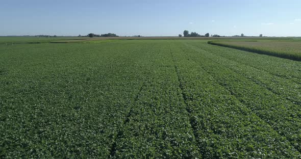 Flight over cornfield and green soybeans. Beautiful landscape of a green field. Crop field top view.