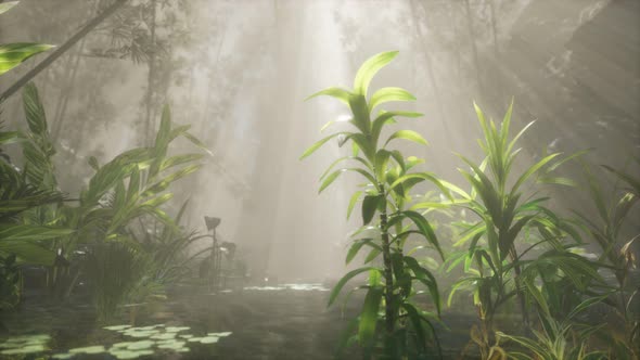 Sun Shining Through Trees and Fog in a Tropical River