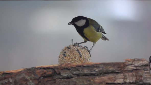 The great tit (Parus major) on bird table