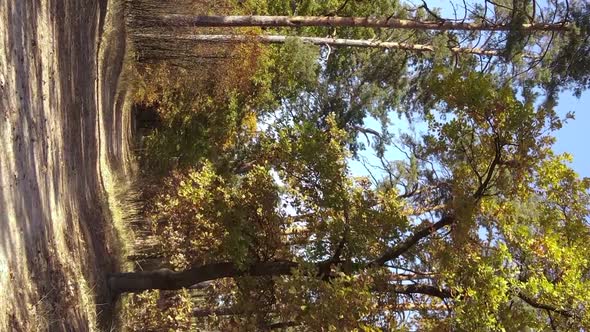 Vertical Video of Trees in the Forest in Autumn