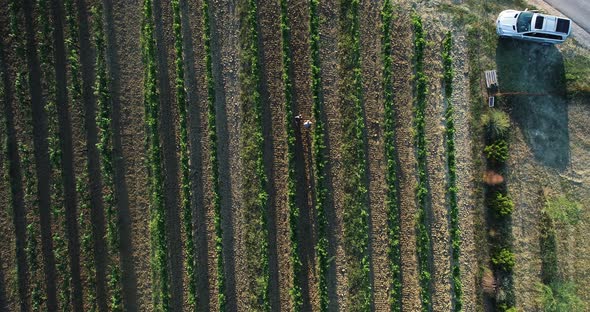 Aerial view of a few people walking in a vineyard in Croatia.