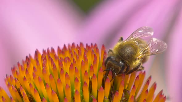 Macro close up of bee gathering pollen of pretty Echinacea Purpurea Flower