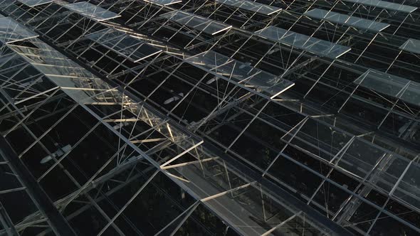 Greenhouse structure at dawn