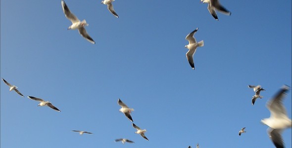 Seagulls 6
